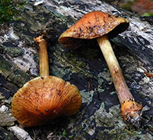 Cortinarius corrugatus